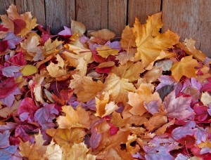 seasons-fall-leaves-background-1013tm-pic-1586