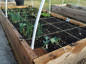 Square-foot-garden