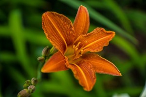 lily-862847_640