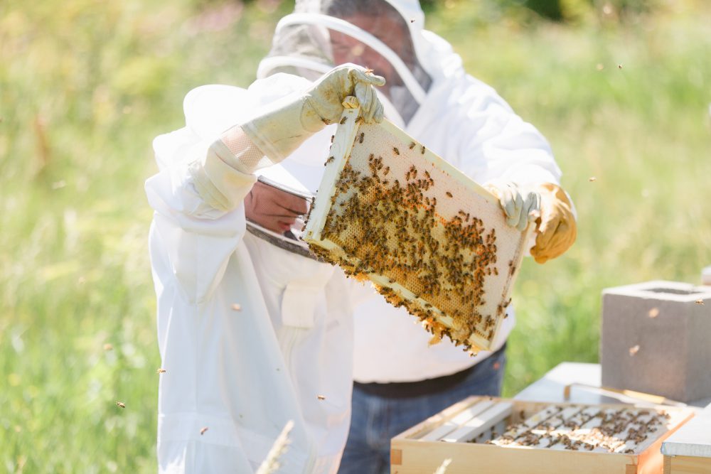 Taylor-Iowa-Honey-Company-Beekeeping