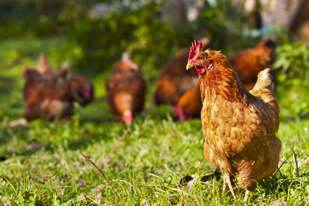 Small Thermometer  Chickens For Backyards